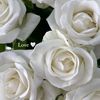 _.whiteroses