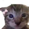 notshynotmeeee