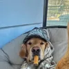 volf_venca