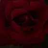 lyhfml7