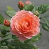 taiphat68