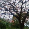 mohamed_grandson