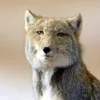 massigra_neko