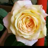 monicamassironi53