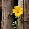 firdevs_574603