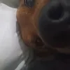 farorofrigoskskskks