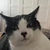 adrn_stgt