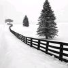 white_black_gold