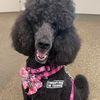 chicagogirllovesdogs