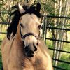 giddy_up1