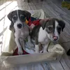 klediaquaresma