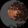 bloomsky_51