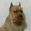 webdivo_1