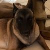 pastorbelga_malinois
