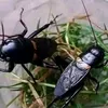 tiktok.comluxupu2
