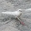 theoddeeps