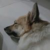 thanhhai39271