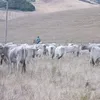 pietrocamardi