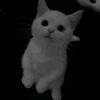 httpsrenn7
