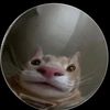 not_mukhriz