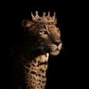 aliaahmad9686