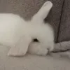 bunnystarving