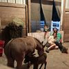Big Horse Farm Company LLC
