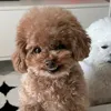 lizhongfu29