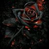 red_rose__16