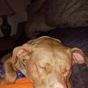 droopyyydog