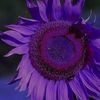 purplesunflower880