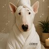 coyotethebullterrier