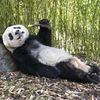 slowpanda290