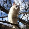 g.cat0