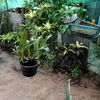 thandar.aung417
