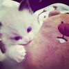 amomalimup_