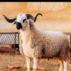 hamzagazar
