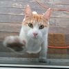 kongle_