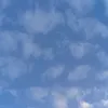 flowersrapture