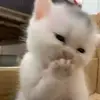 dillara_09