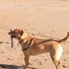 gretaretriever