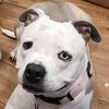 deluna.dream.dogs