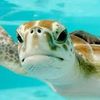 seaturtle_10
