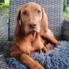 hundeschule.reiner