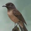 morningbird9