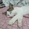 alifdanial274