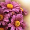 🌸💞𝓱𝓭𝓬𝓸𝓵𝓪💞🌸