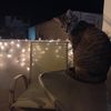 orangedork03