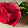 zahia13127