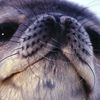 seal_._